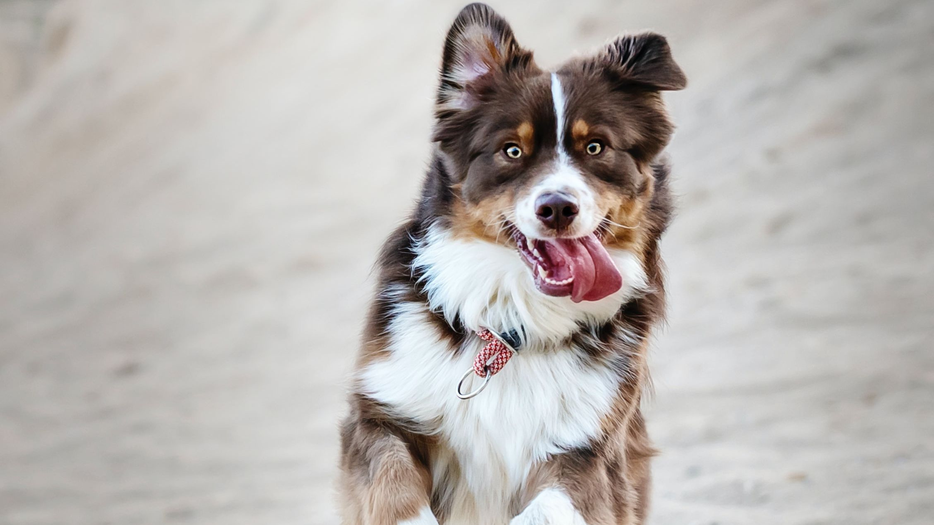 How to Be Happy Like a Dog