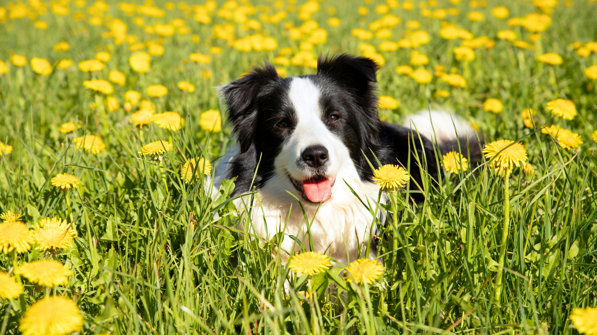 How to Be Happy Like a Dog