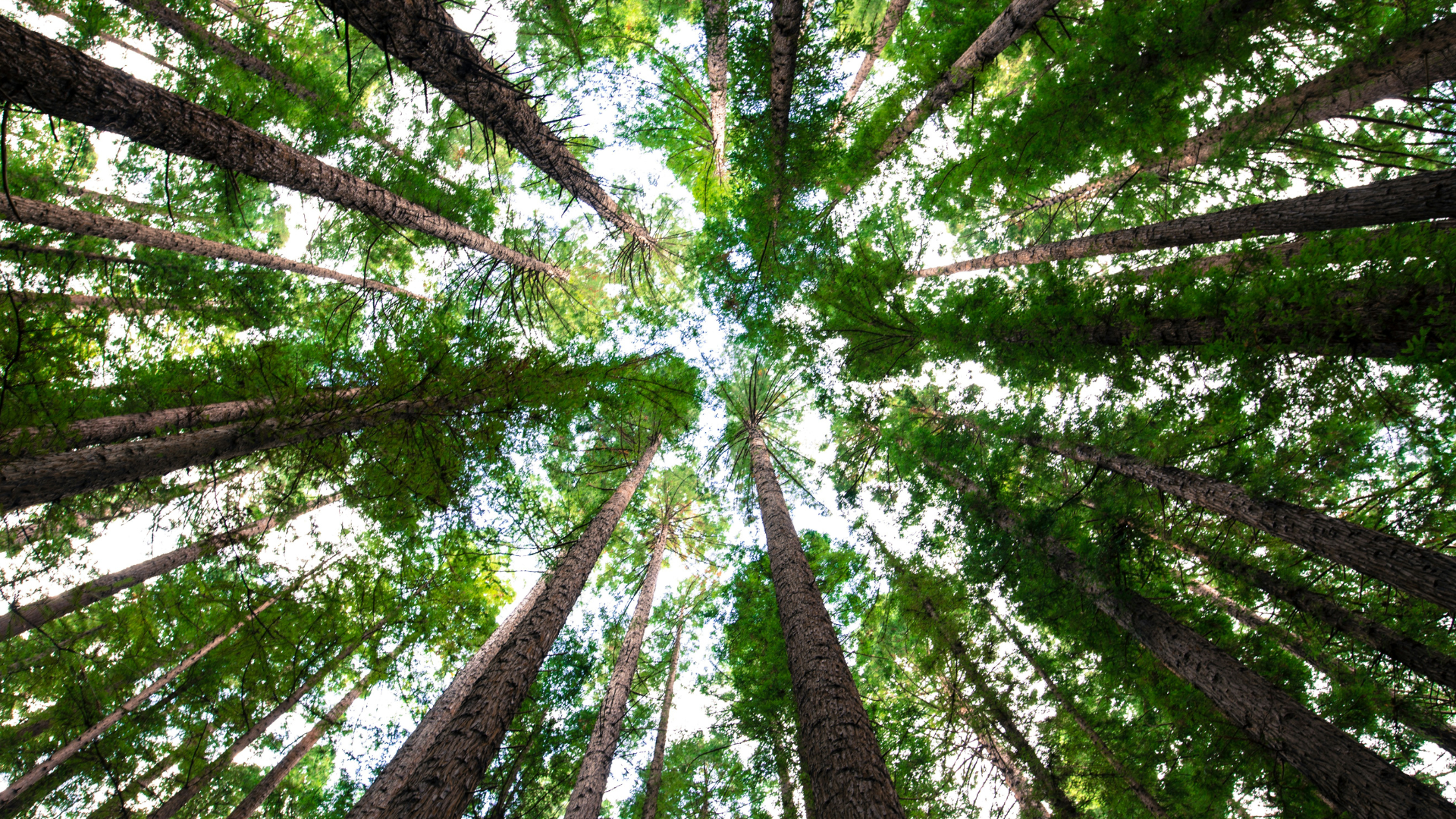 Accessing Vision, Flexibility, Tenacity, Kindness, and Perspective