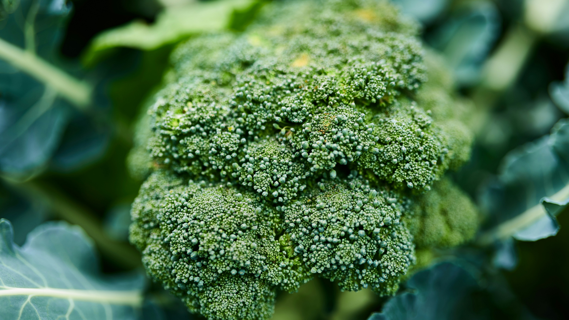Is God Broccoli?