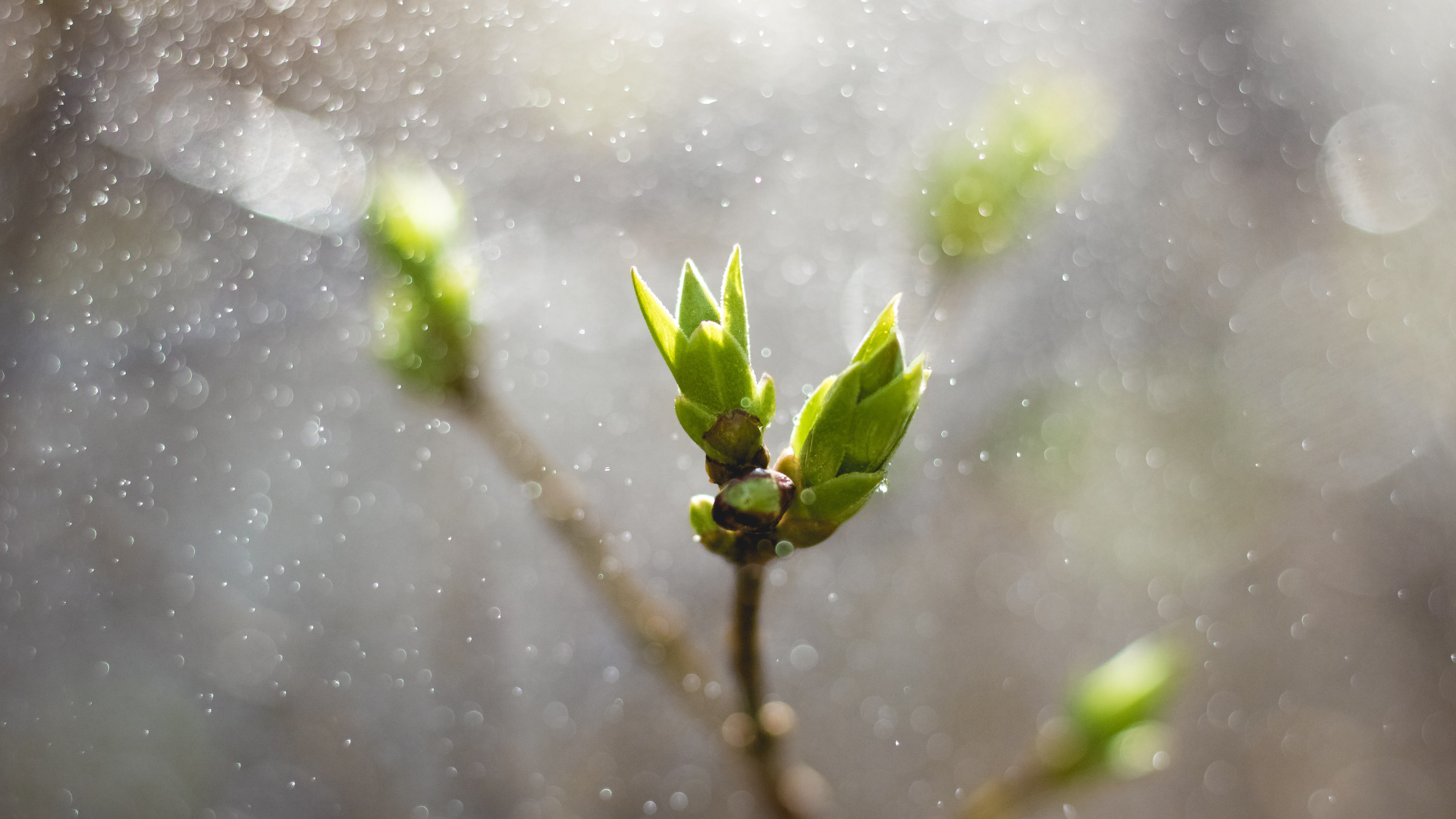 How to Optimize the Transition to Spring