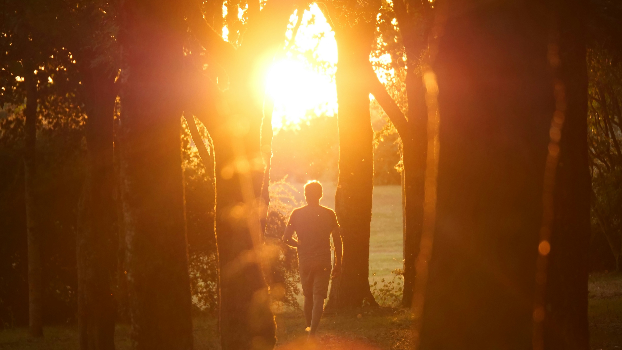 Growing, Observing, and Opening: Three More Paths to a Long Life