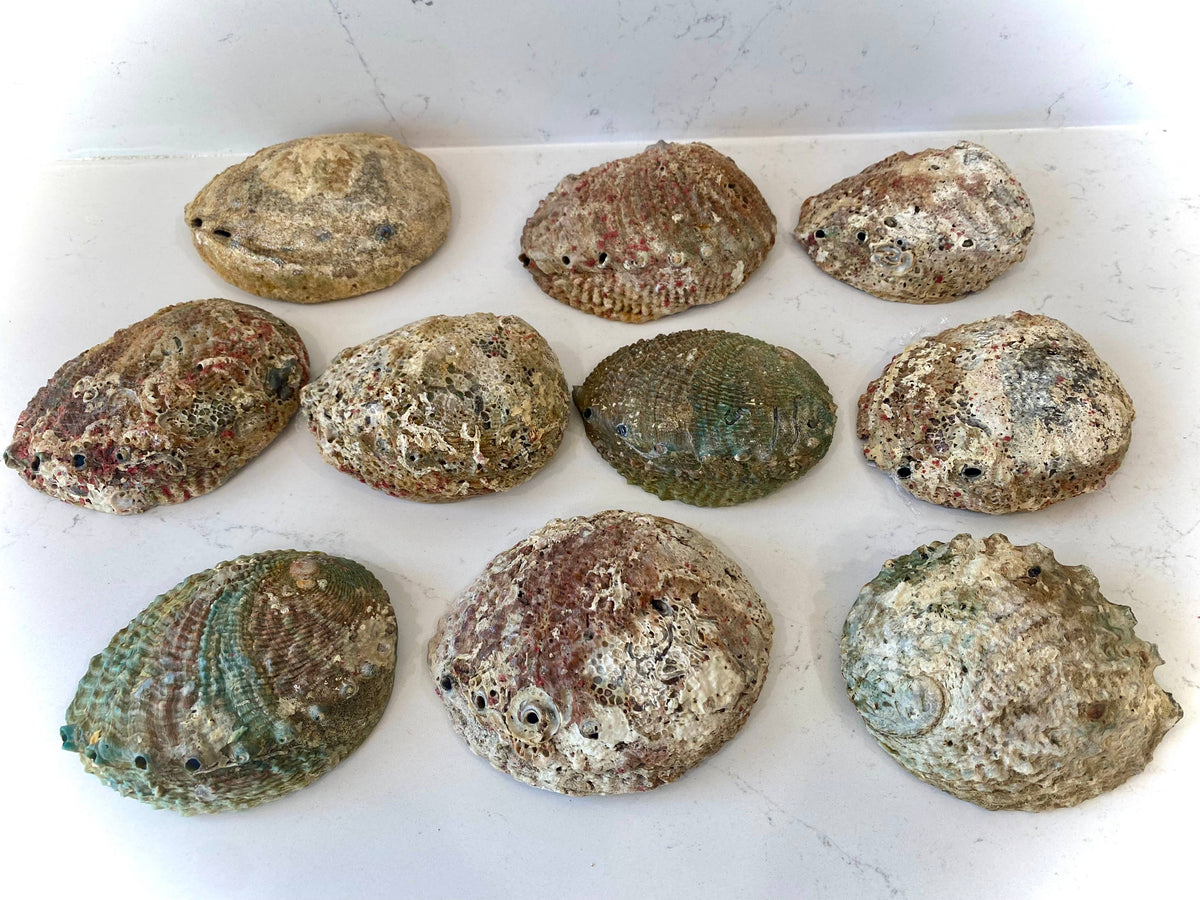 Smuge Shell Abalone Shell Smudge Bowls (Medium)