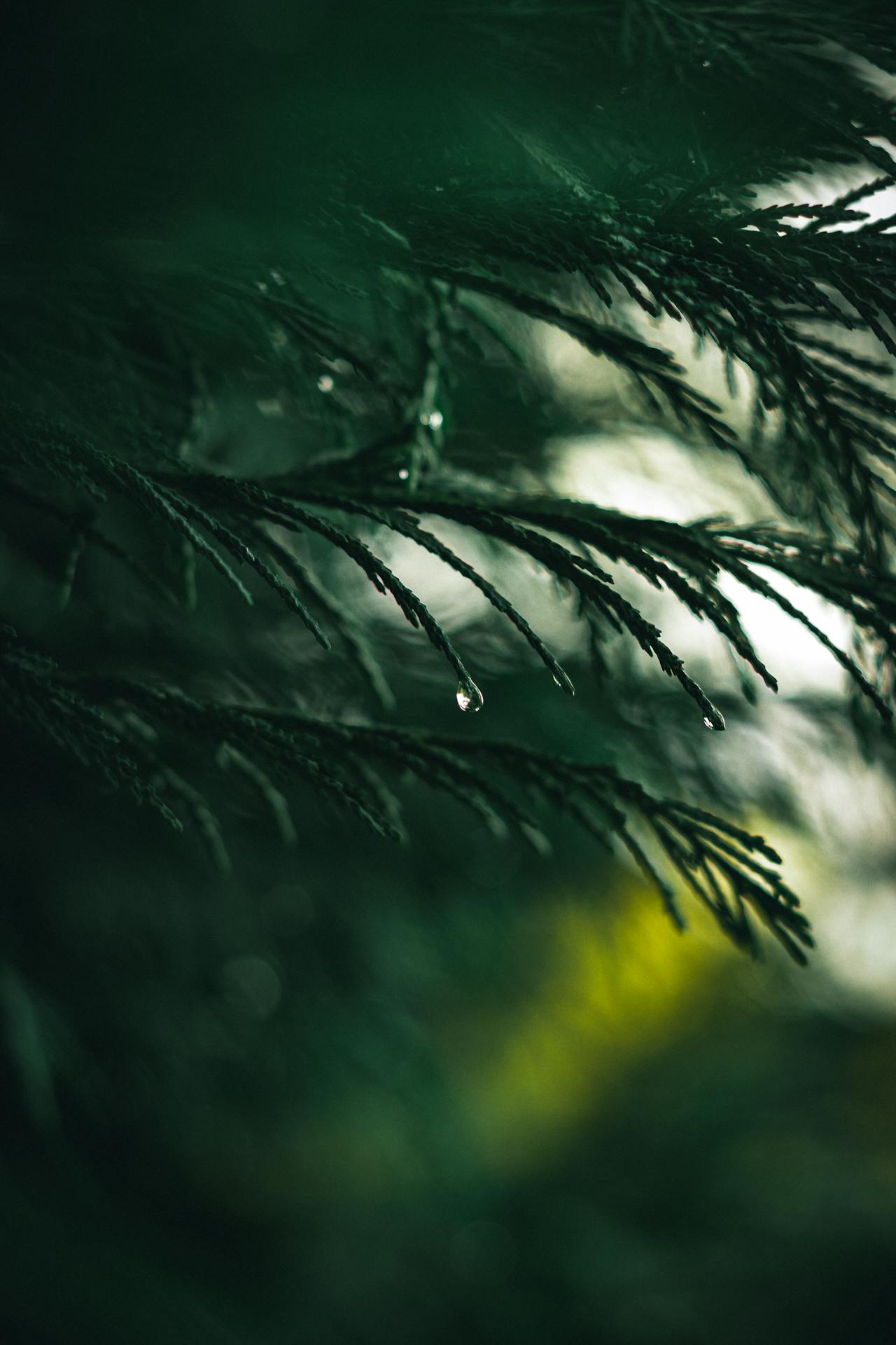 The Dragontree Apothecary